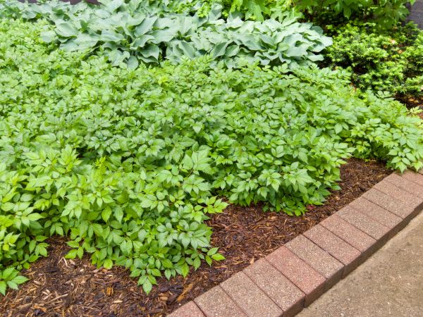 Brick Border Installation in Michigan City